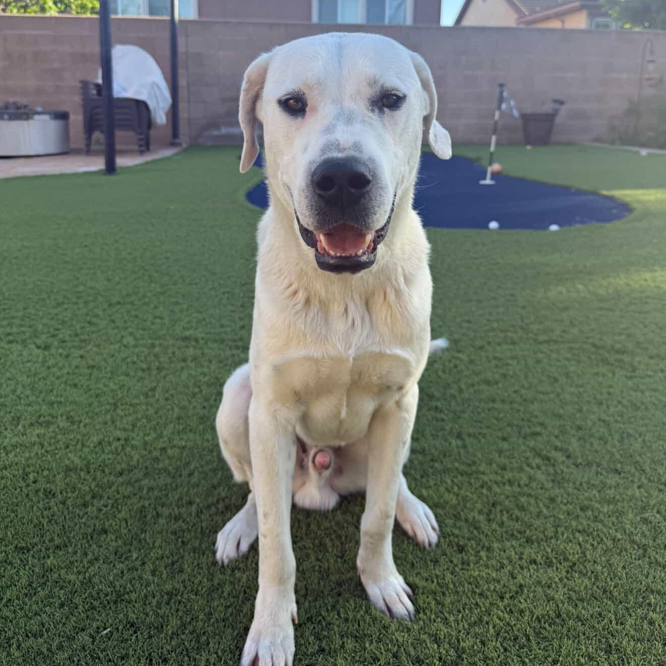 Enlarge Argentino , a ADOPTABLE mixed breed in Marina del Rey, CA image 2/4