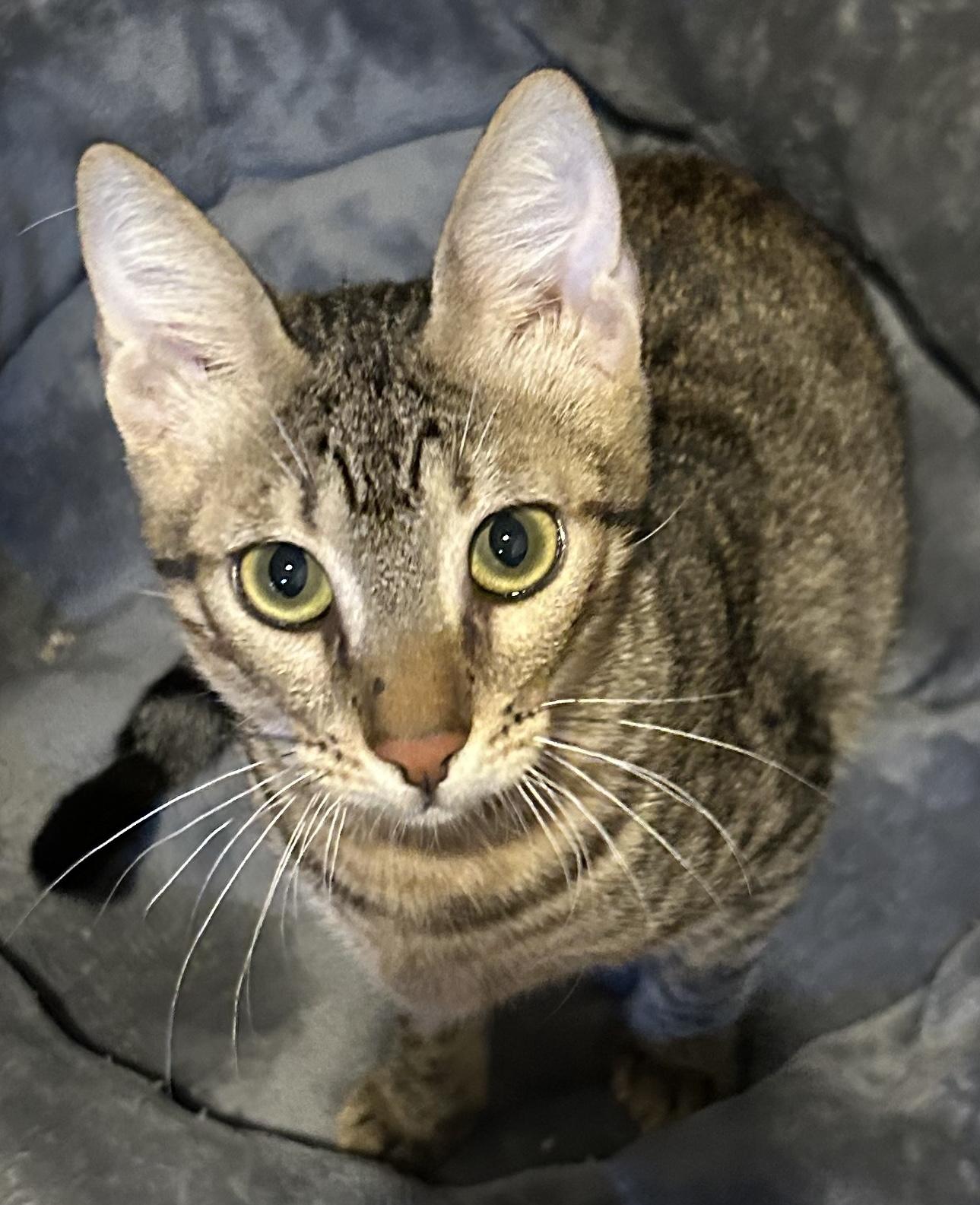 Egyptian Cat Breeds: Mystique and Majesty Unveiled