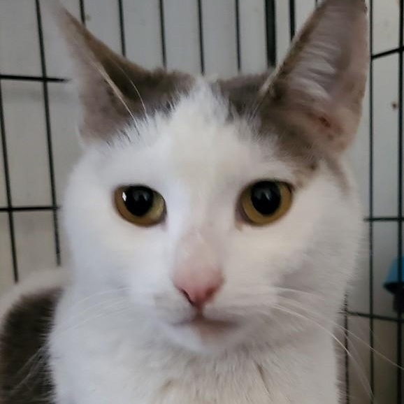 Rose, Adoptable, Adult Female Domestic Short Hair.