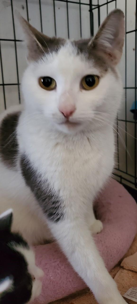 Rose, a Adoptable Domestic Short Hair in Paterson, NJ image 2/2