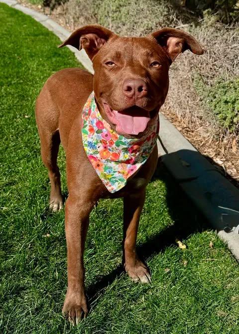 Mia, Adoptable, Young Female Pit Bull Terrier.