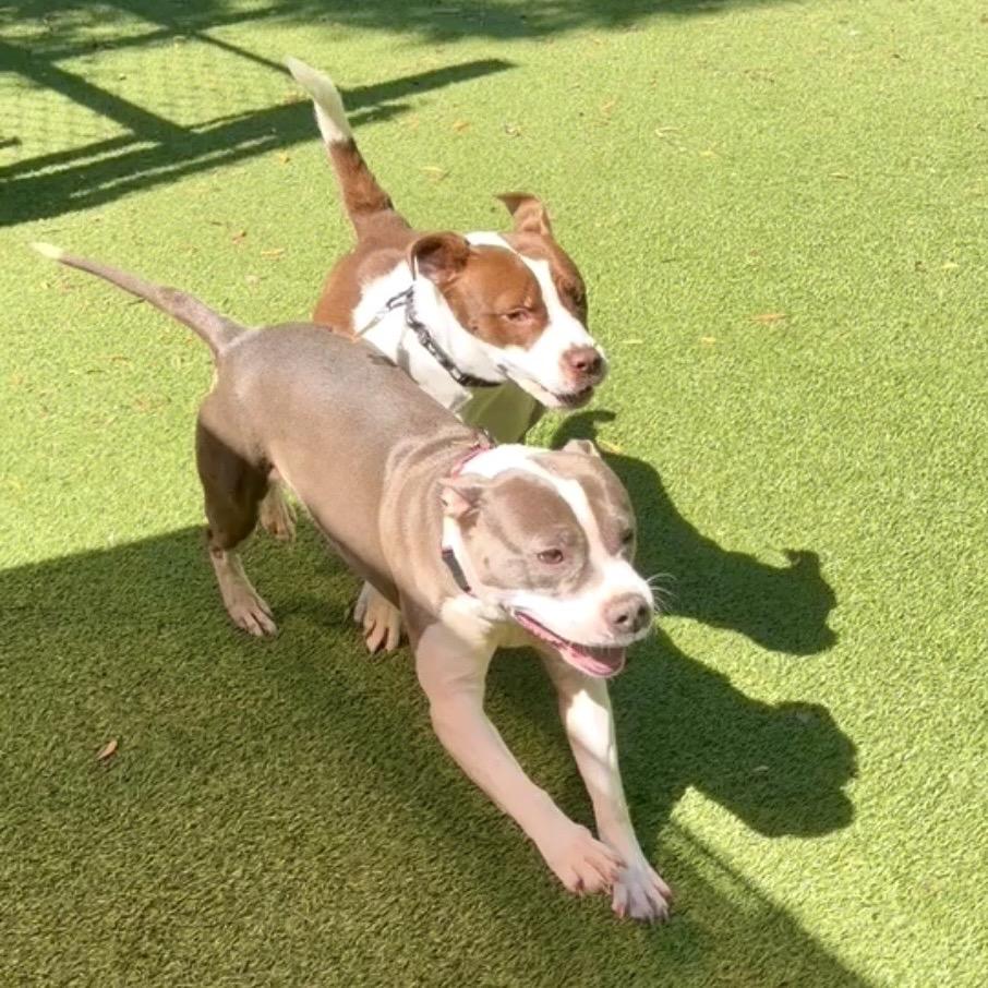 MANDY, Adoptable, Young Female Pit Bull Terrier & Mixed Breed.