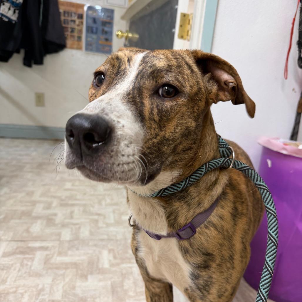 Kayla, Adoptable, Adult Female Pit Bull Terrier & Mixed Breed.