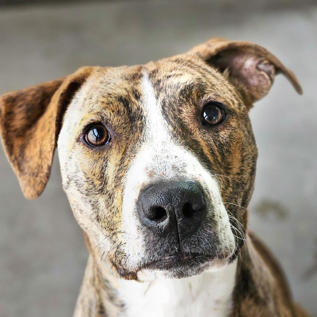 Enlarge Kayla, a Adoptable mixed breed in Mount Shasta, CA image 2/6