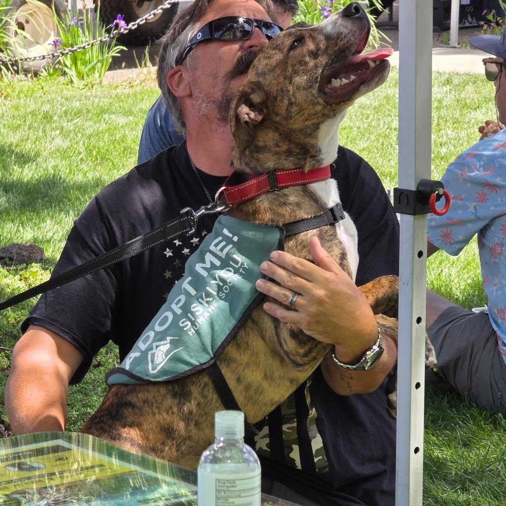 Enlarge Kayla, a Adoptable mixed breed in Mount Shasta, CA image 3/6
