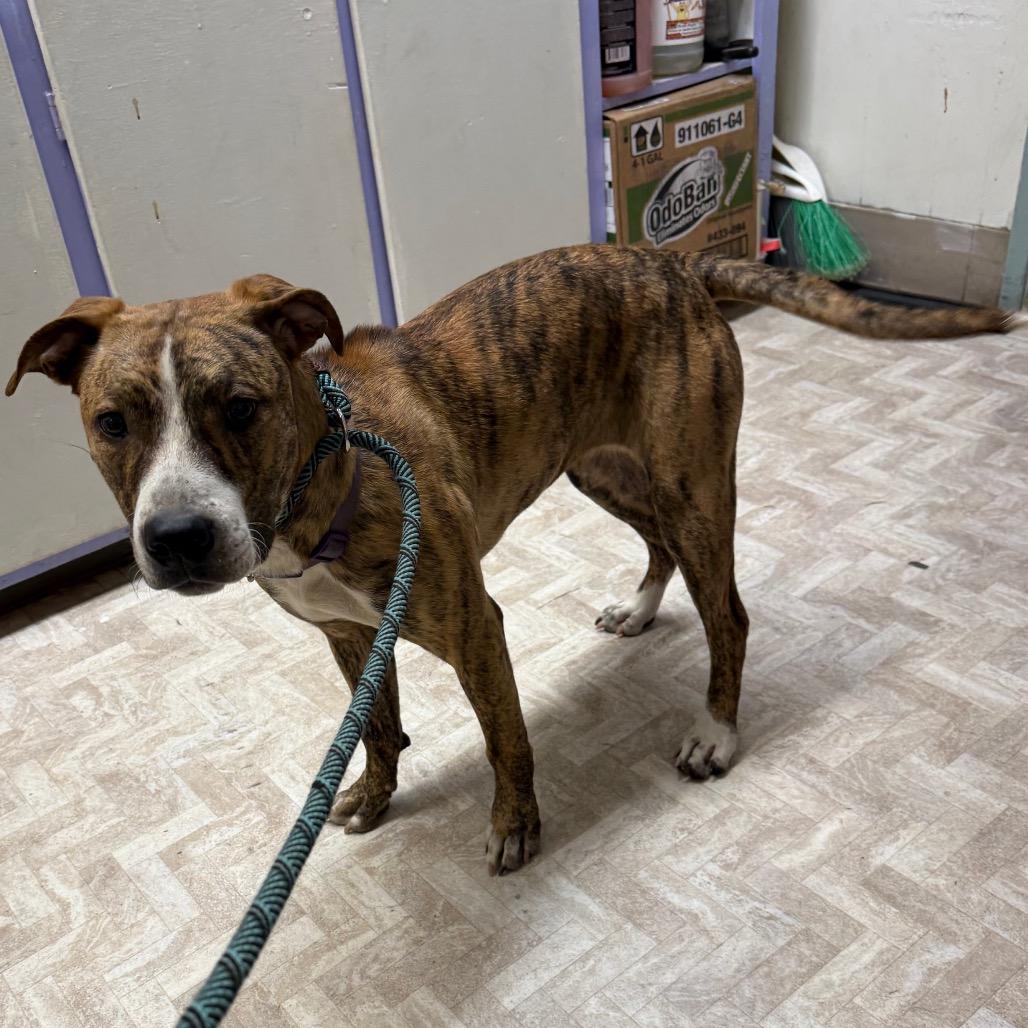 Enlarge Kayla, a Adoptable mixed breed in Mount Shasta, CA image 4/6