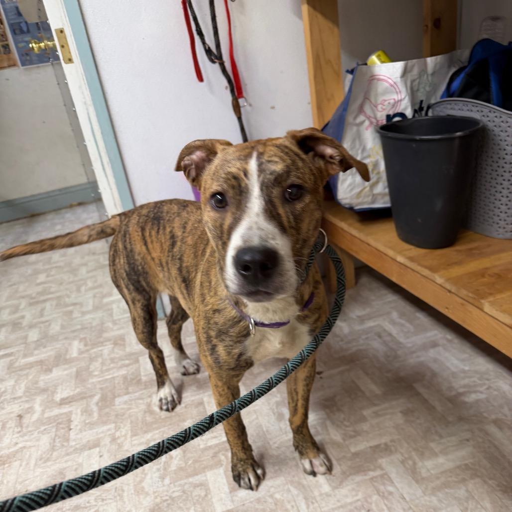 Enlarge Kayla, a Adoptable mixed breed in Mount Shasta, CA image 5/6