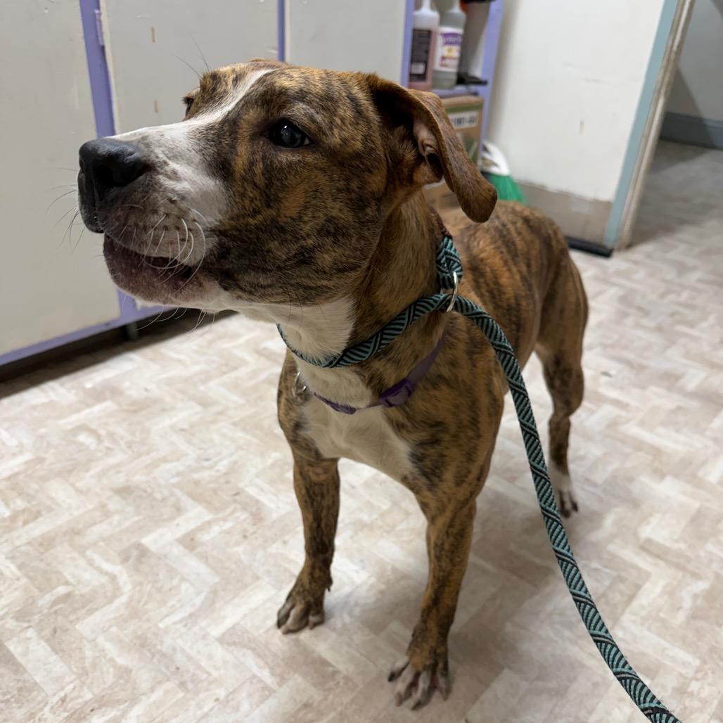 Enlarge Kayla, a Adoptable mixed breed in Mount Shasta, CA image 6/6