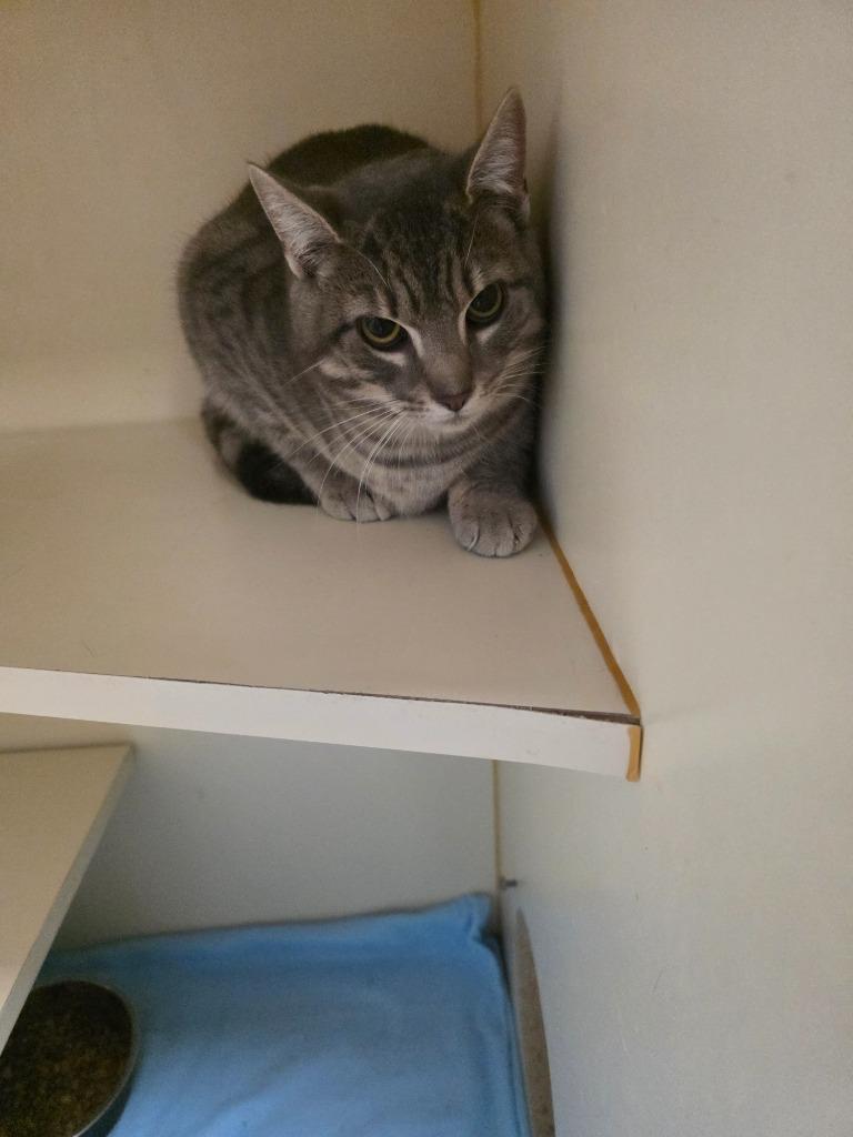 Enlarge Atticus, a Adoptable Domestic Short Hair in Troy, OH image 1/1