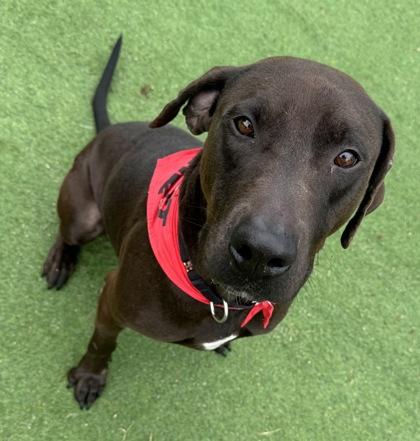 Rambo, Adoptable, Adult Male Labrador Retriever & Mixed Breed.
