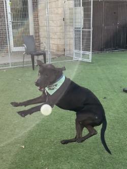 Enlarge Rambo, a Adoptable mixed breed in Farmers Branch, TX image 1/3