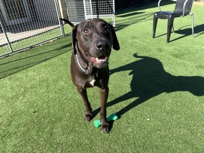 Enlarge Rambo, a Adoptable mixed breed in Farmers Branch, TX image 1/1