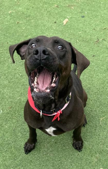 Enlarge Rambo, a Adoptable mixed breed in Farmers Branch, TX image 2/3