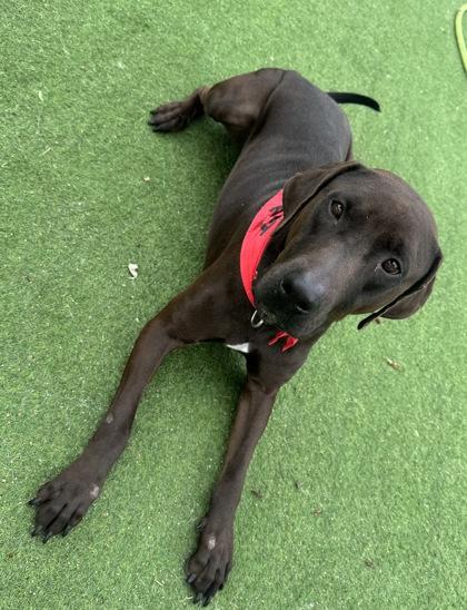 Enlarge Rambo, a Adoptable mixed breed in Farmers Branch, TX image 3/3