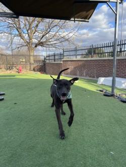 Enlarge Rambo, a Adoptable mixed breed in Farmers Branch, TX image 3/3