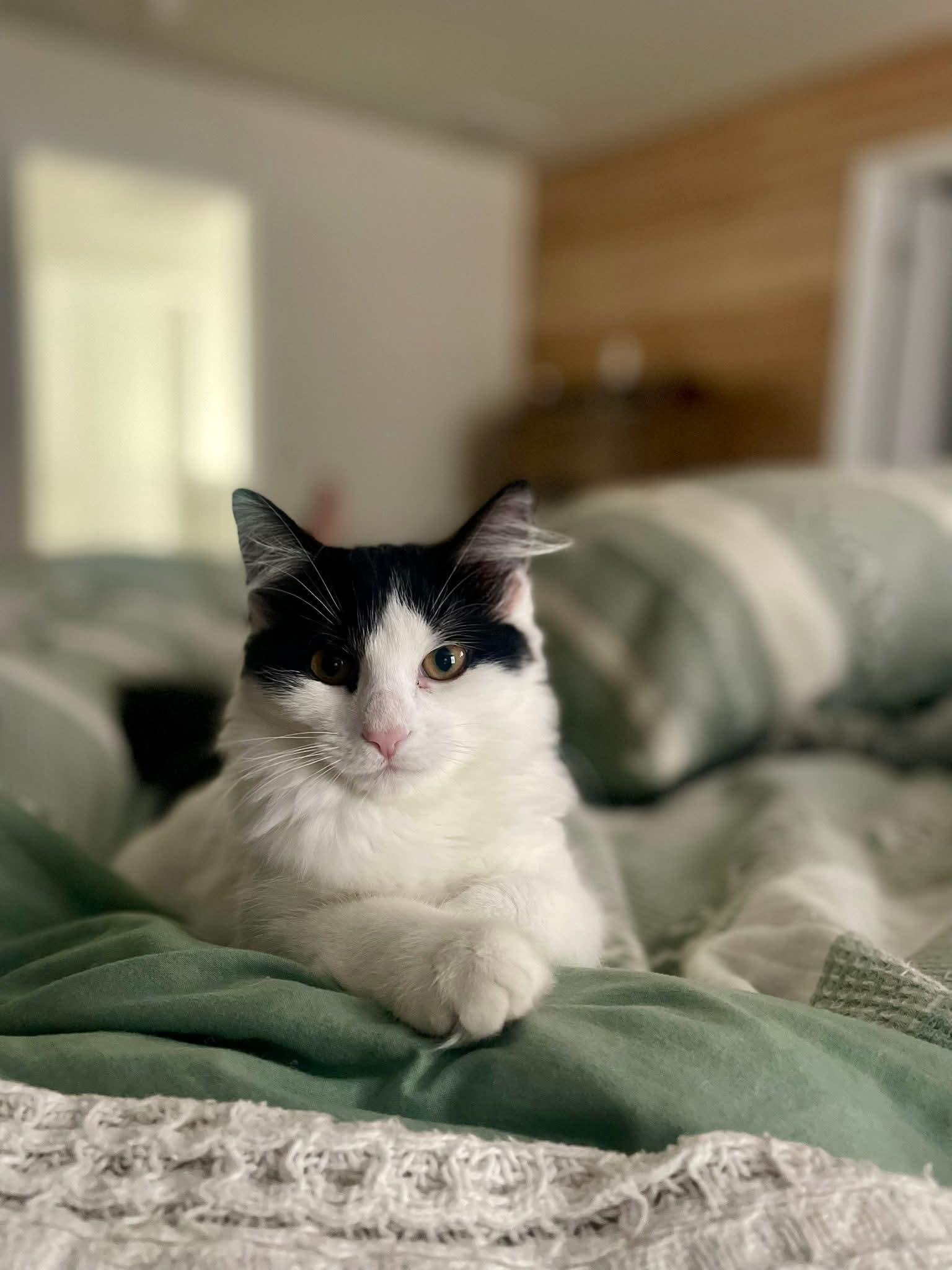 Willow & Harlow, an adopted Domestic Medium Hair in Bloomingdale, GA image 4/5