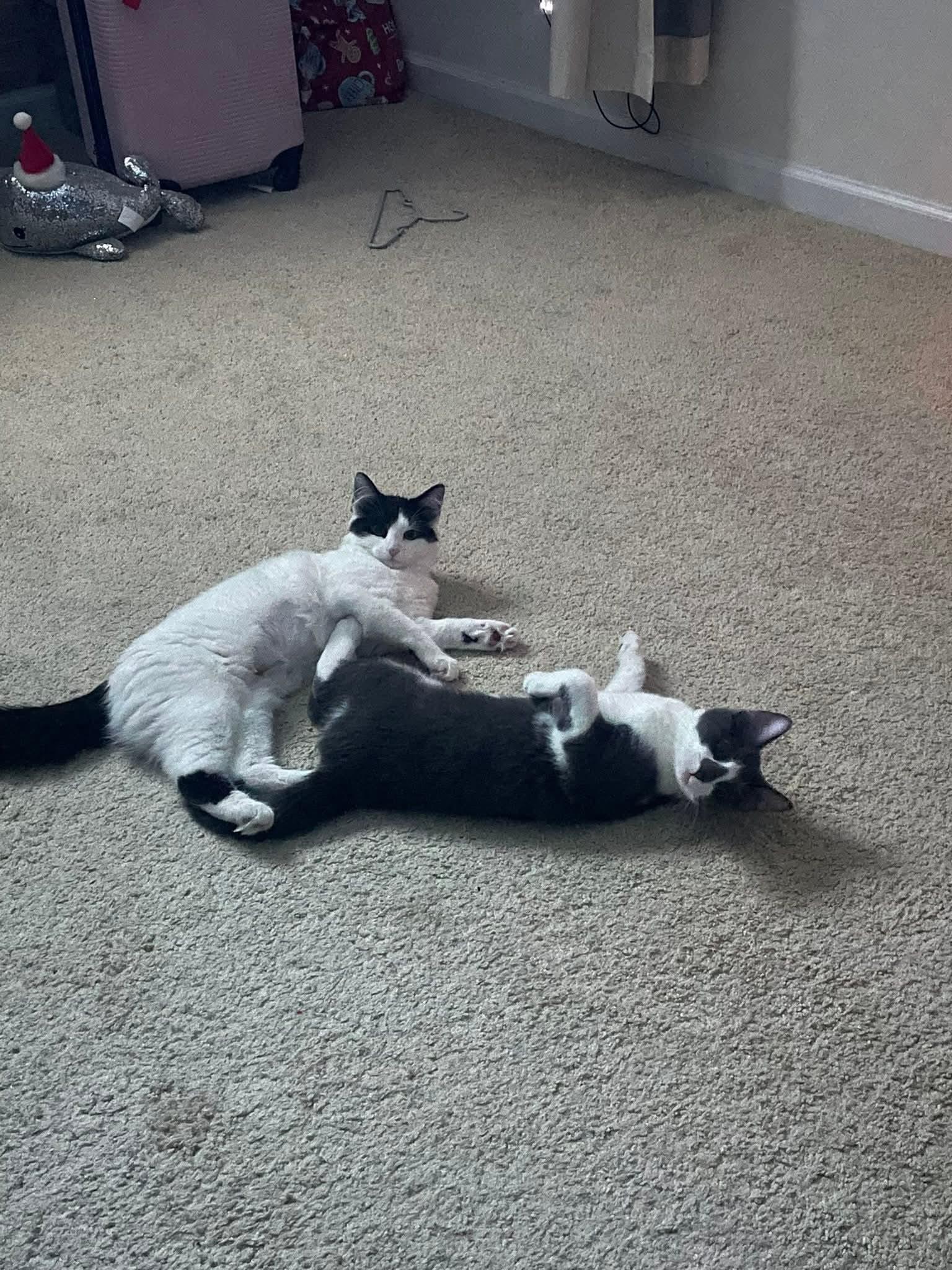 Willow & Harlow, an adopted Domestic Medium Hair in Bloomingdale, GA image 3/5