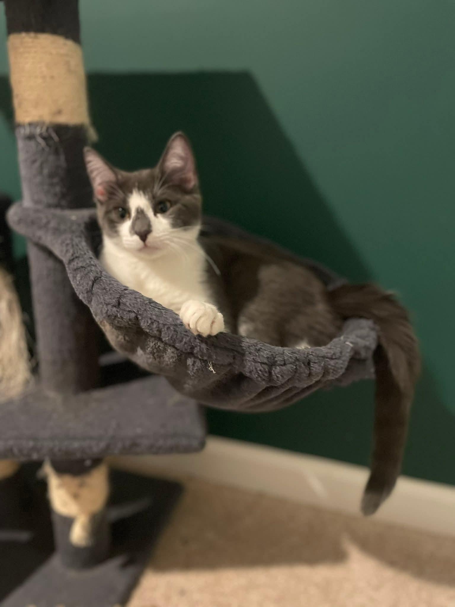 Willow & Harlow, an adopted Domestic Medium Hair in Bloomingdale, GA image 5/5