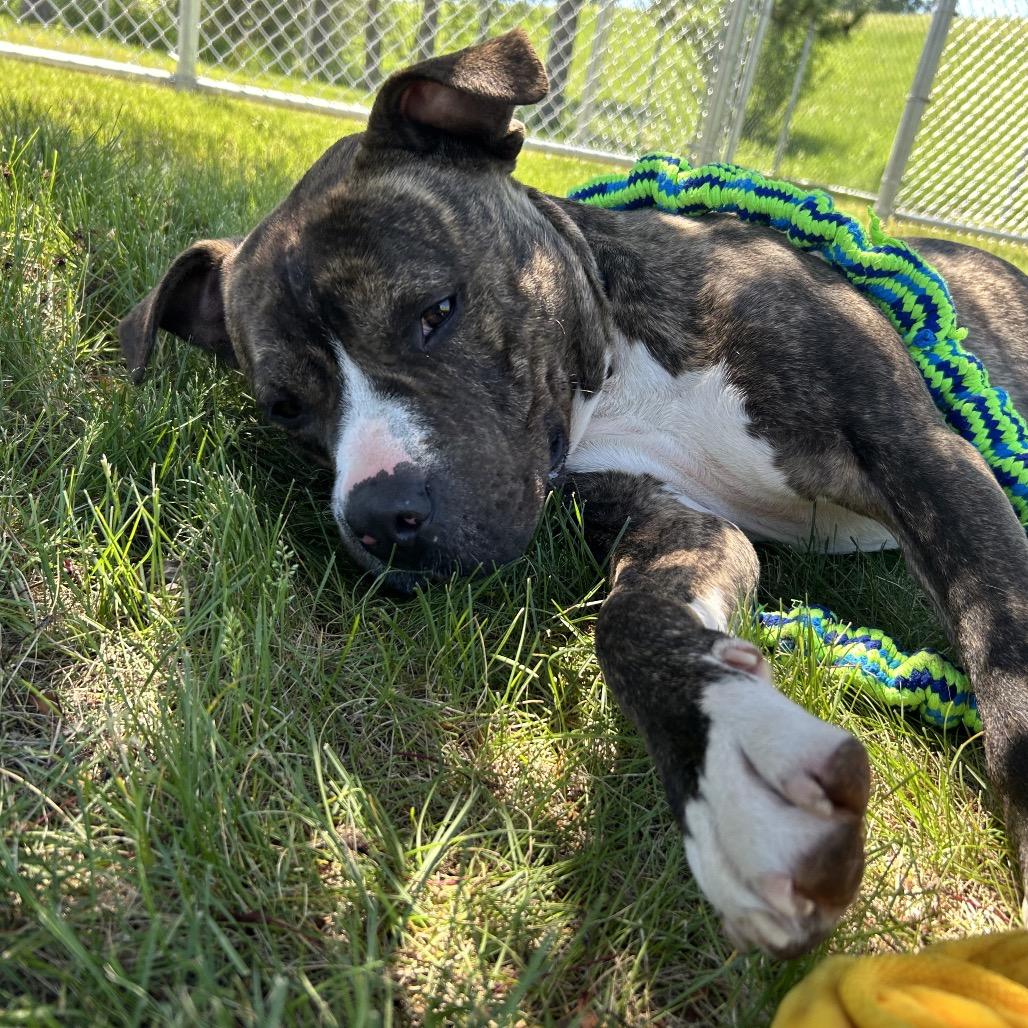 Rusty, Adoptable, Young Male Mixed Breed.