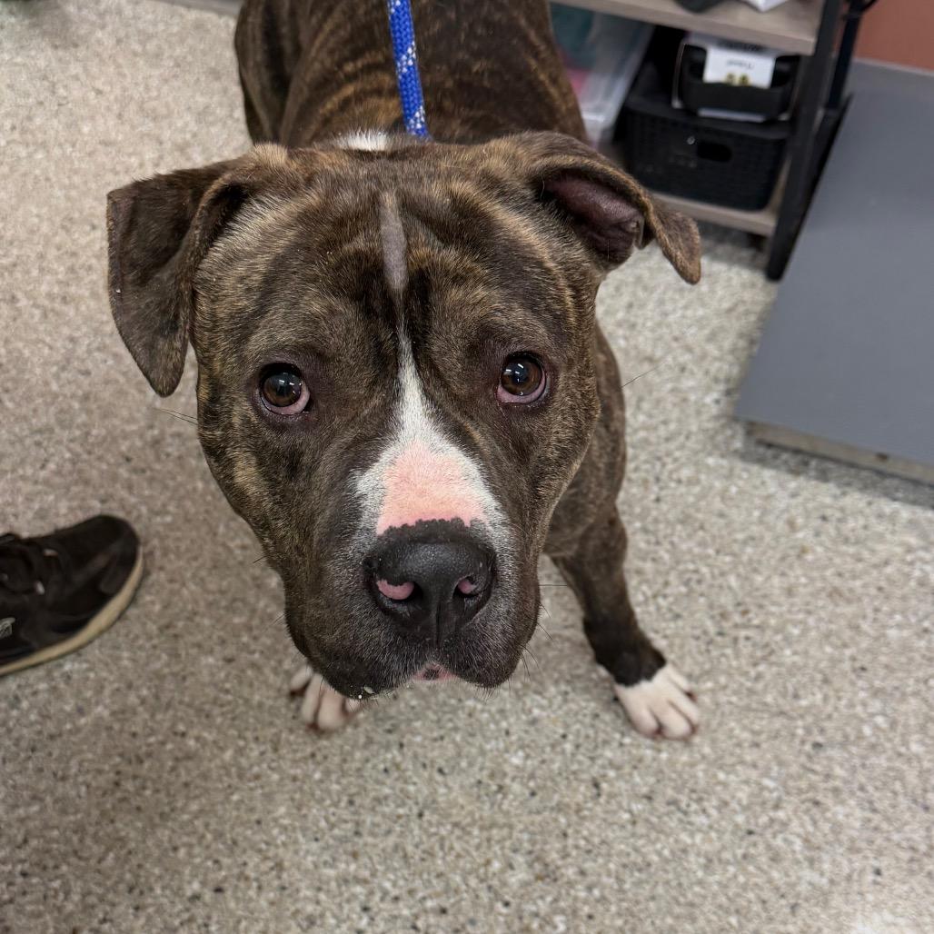 Enlarge Rusty, a Adoptable Mixed Breed in Detroit Lakes, MN image 1/1