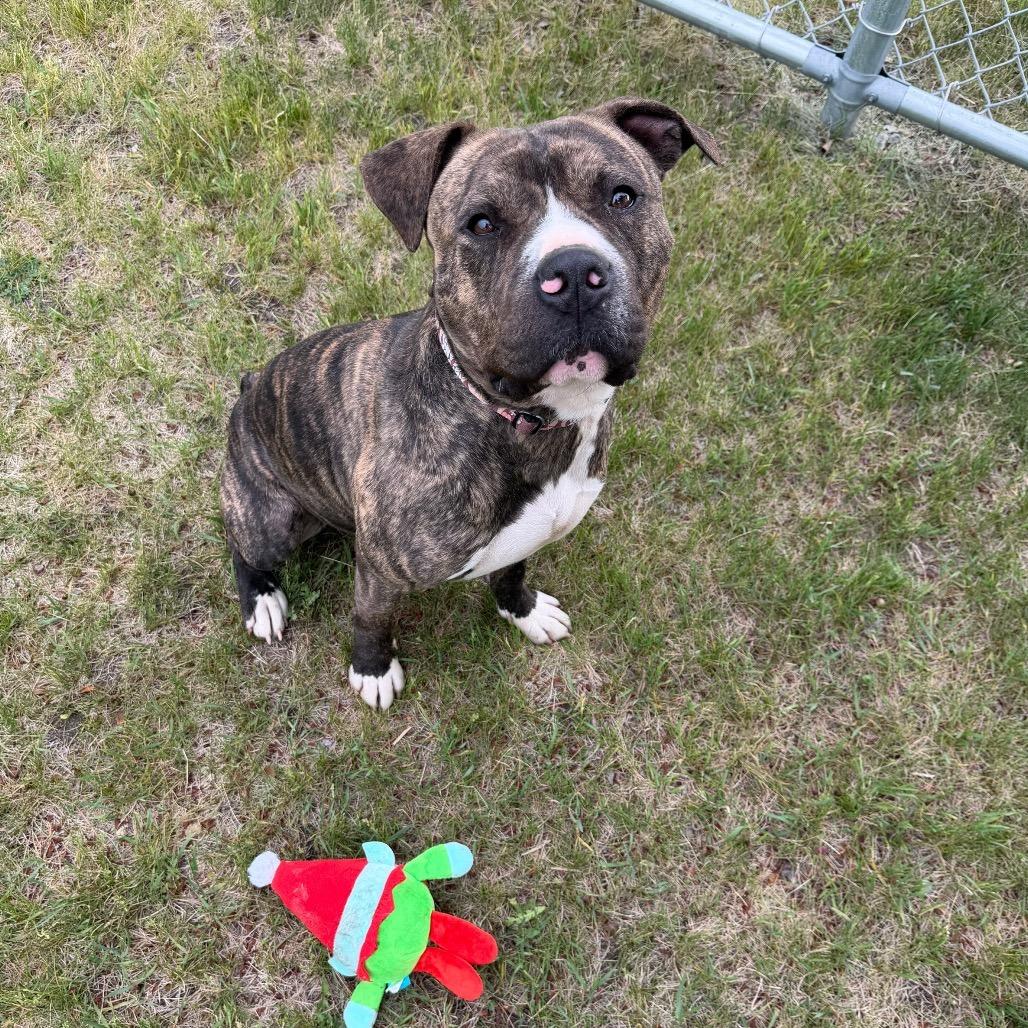 Enlarge Rusty, a Adoptable Mixed Breed in Detroit Lakes, MN image 3/6