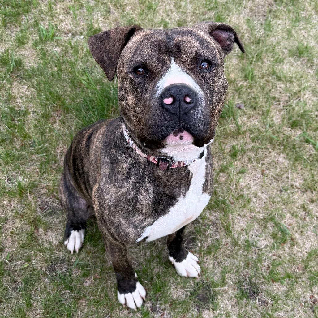 Rusty, a Adoptable Mixed Breed in Detroit Lakes, MN image 2/6