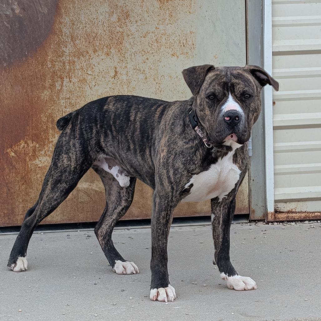 Rusty, a Adoptable Mixed Breed in Detroit Lakes, MN image 2/3