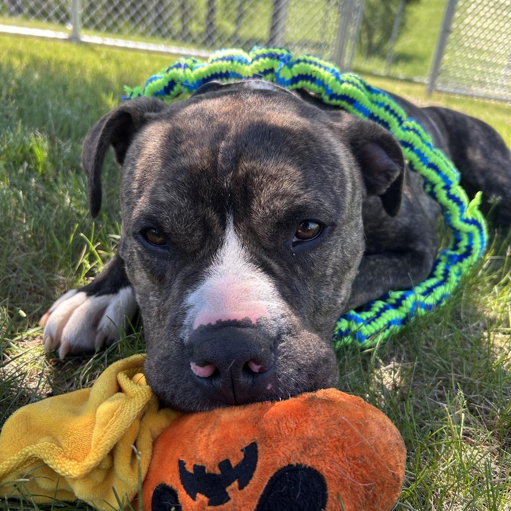 Rusty, a Adoptable Mixed Breed in Detroit Lakes, MN image 4/6