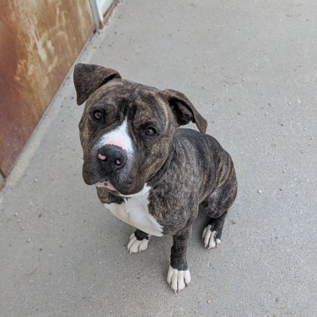 Rusty, a Adoptable Mixed Breed in Detroit Lakes, MN image 3/3