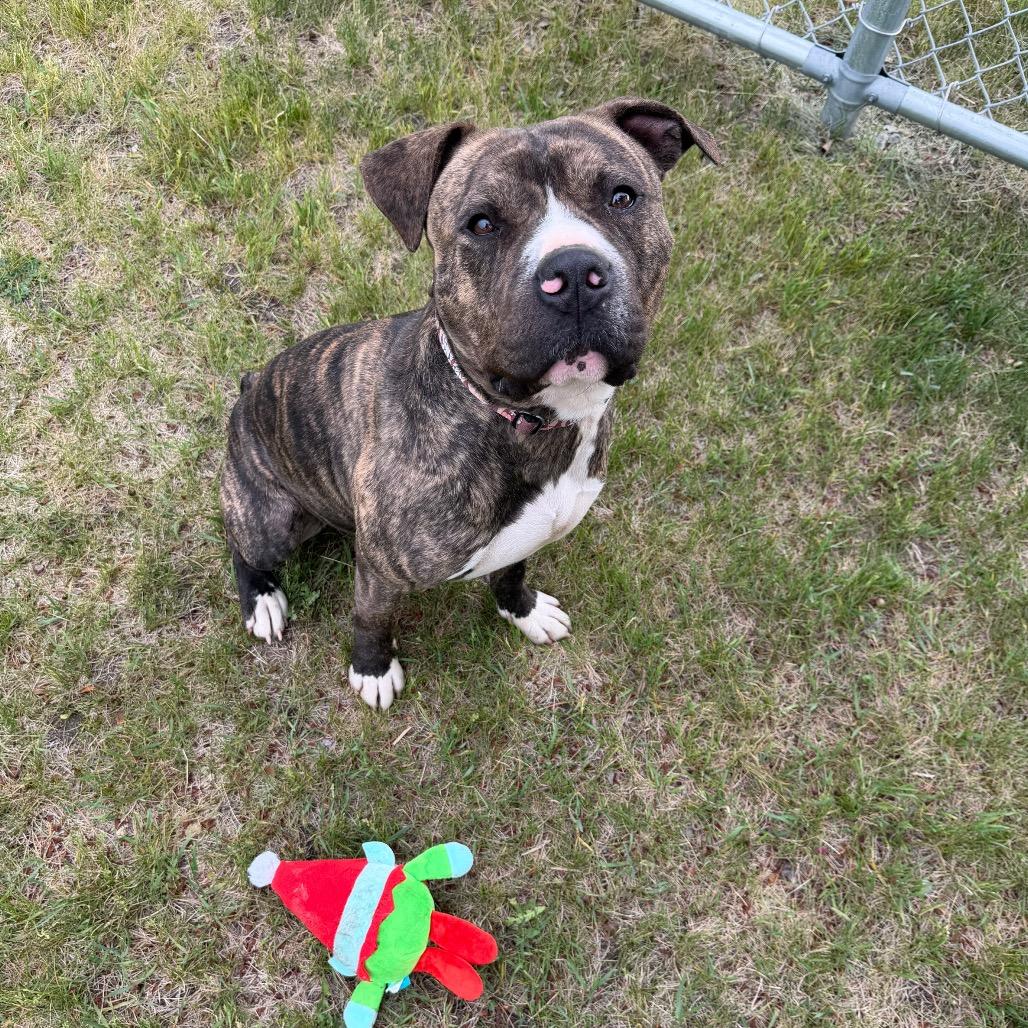 Rusty, a Adoptable Mixed Breed in Detroit Lakes, MN image 6/6