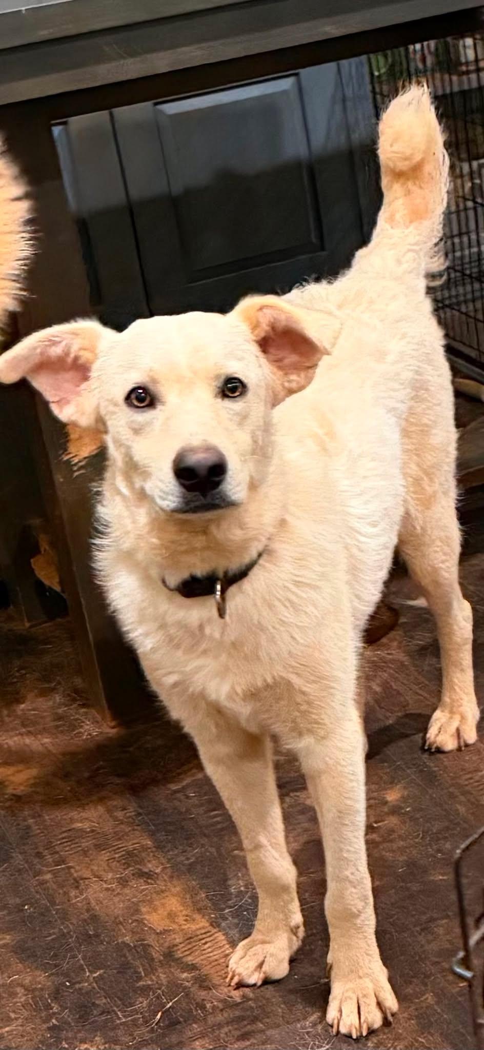 Justice, Adoptable, Young Male Great Pyrenees.