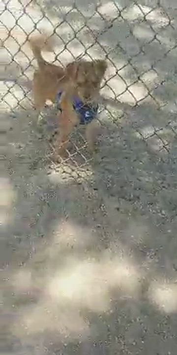 Enlarge Duke, a Adopted mixed breed in Bellflower, CA video 7/8