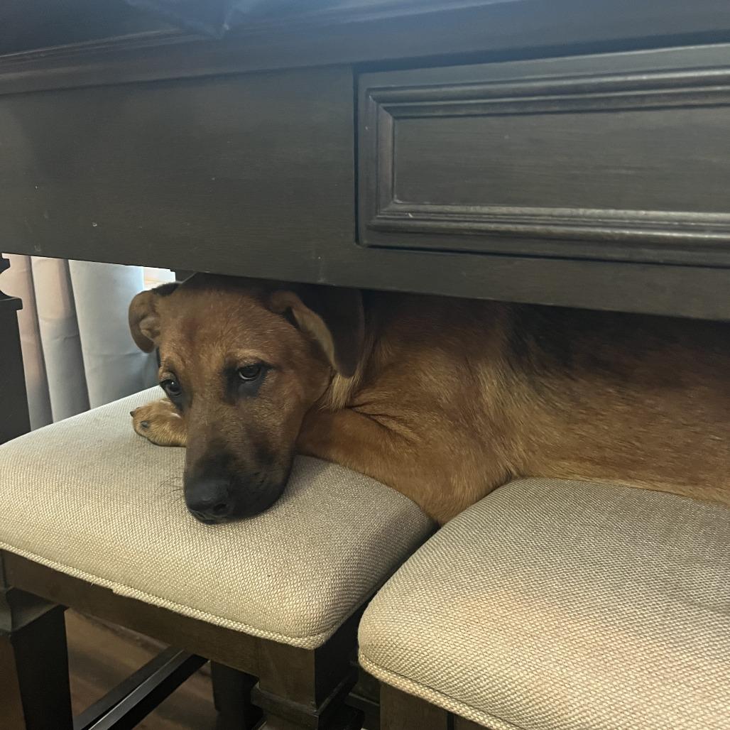 Elsie — thumbnail 3