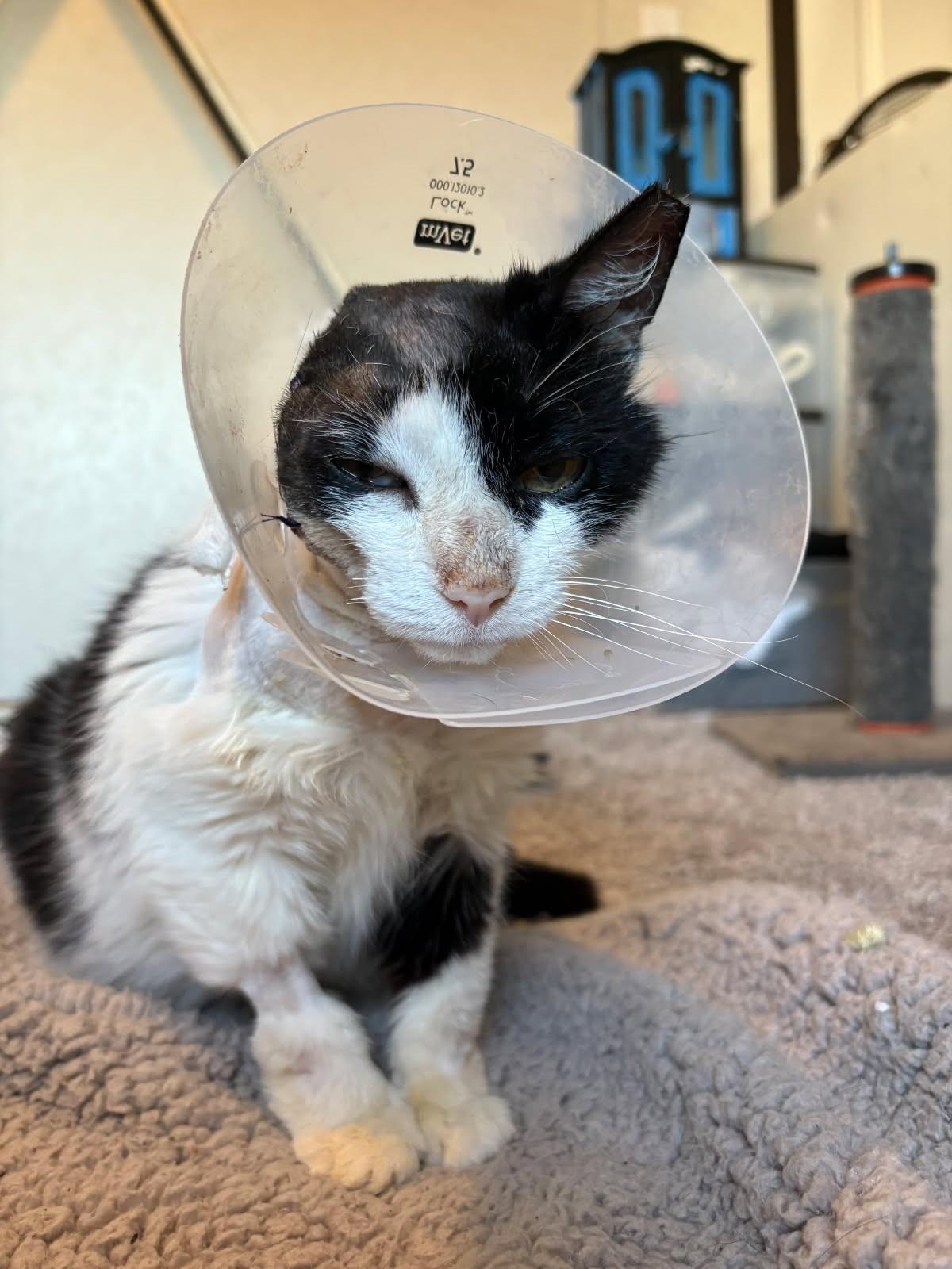 Ofelia, a Adoptable mixed breed in Ypsilanti, MI image 2/3