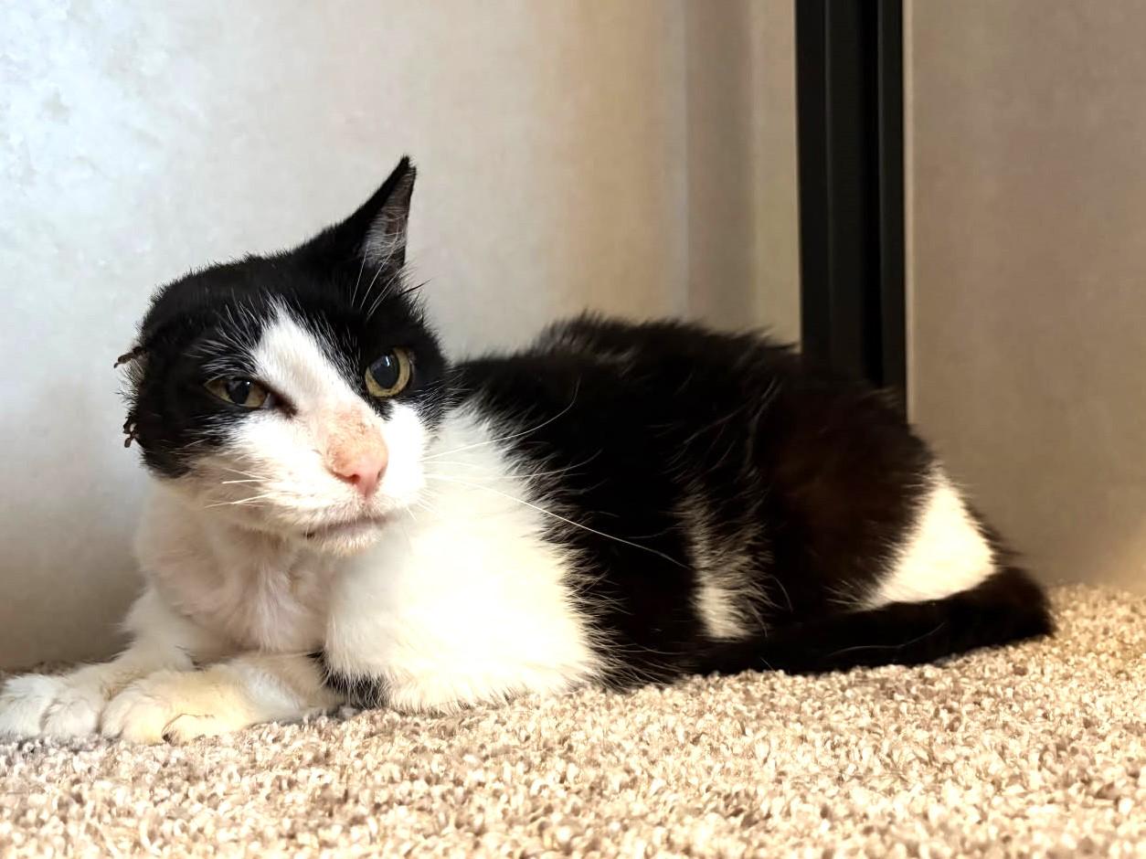 Ofelia, a Adoptable mixed breed in Ypsilanti, MI image 1/3