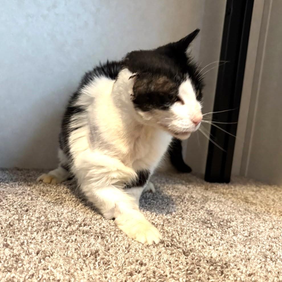 Ofelia, a Adoptable mixed breed in Ypsilanti, MI image 3/3