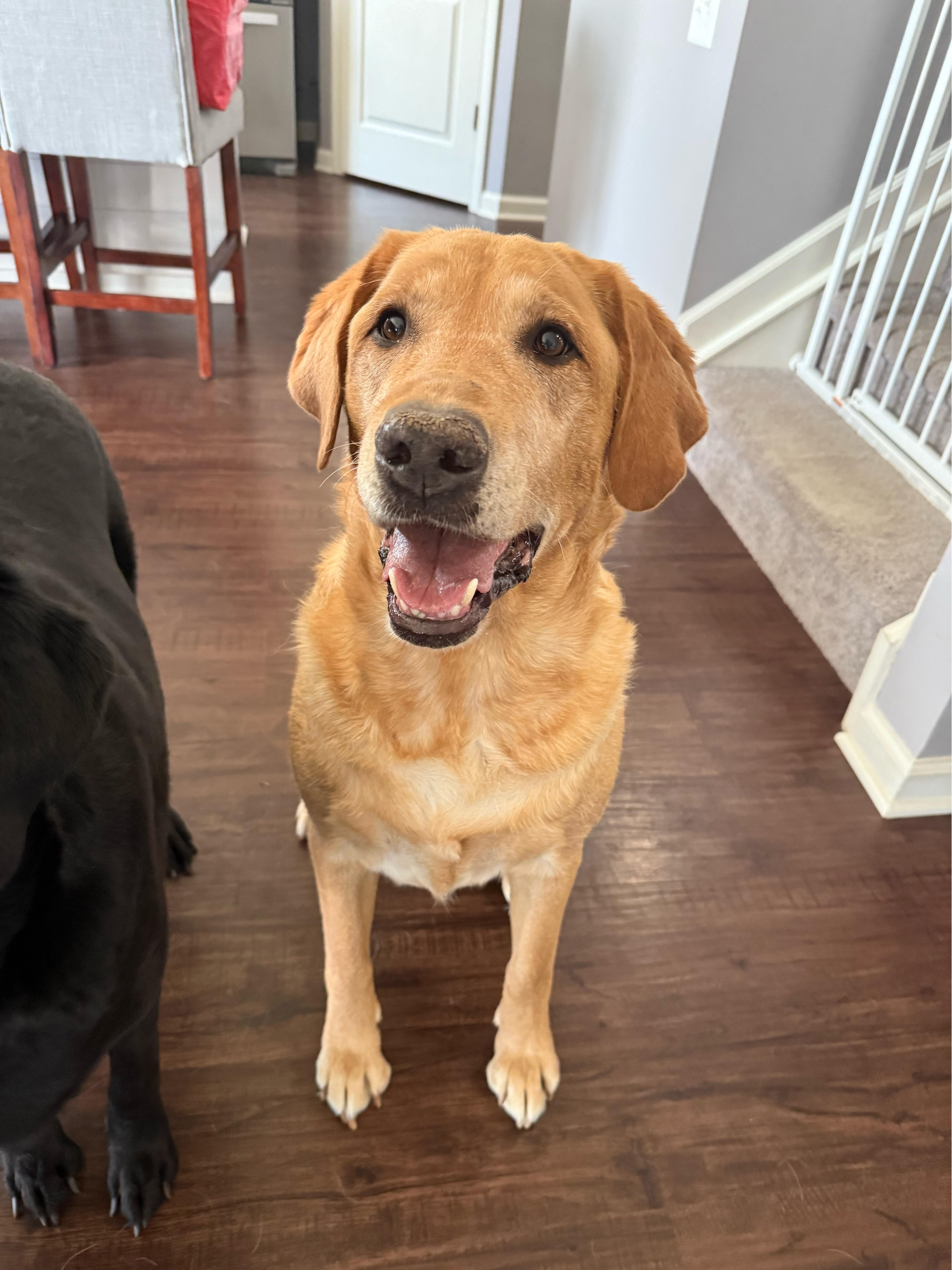 Levi, Adopted, Adult Male Yellow Labrador Retriever.