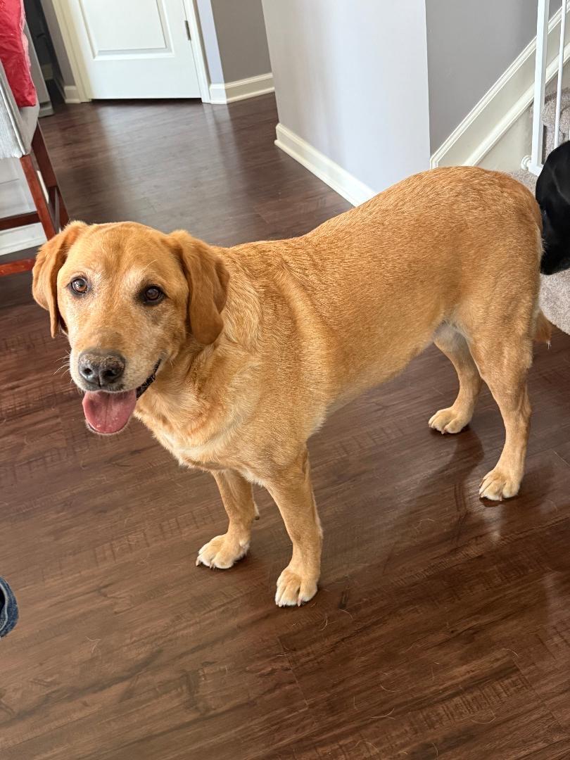 Enlarge Levi, a Adopted Yellow Labrador Retriever in Indianapolis, IN image 2/2