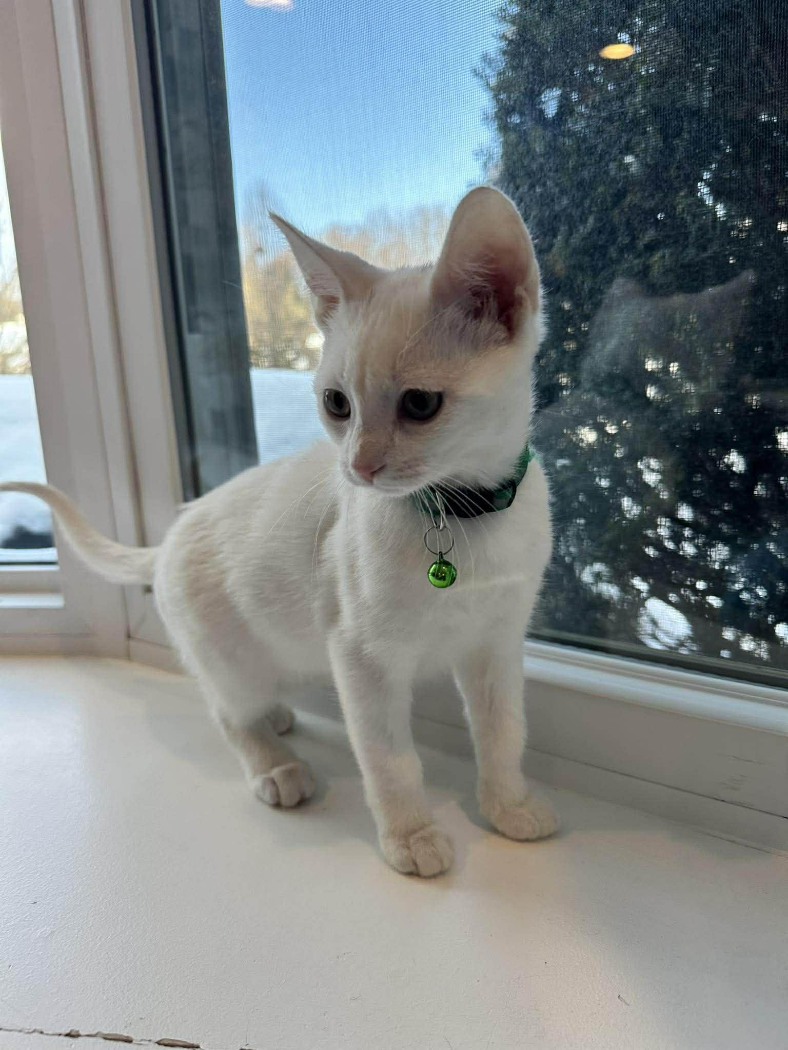 Enlarge Georgie, a ADOPTABLE Domestic Short Hair in Penfield, NY image 3/3