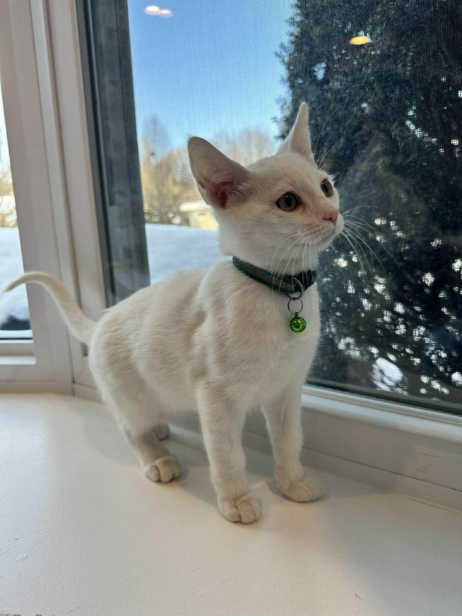 Enlarge Georgie, a ADOPTABLE Domestic Short Hair in Penfield, NY image 2/3