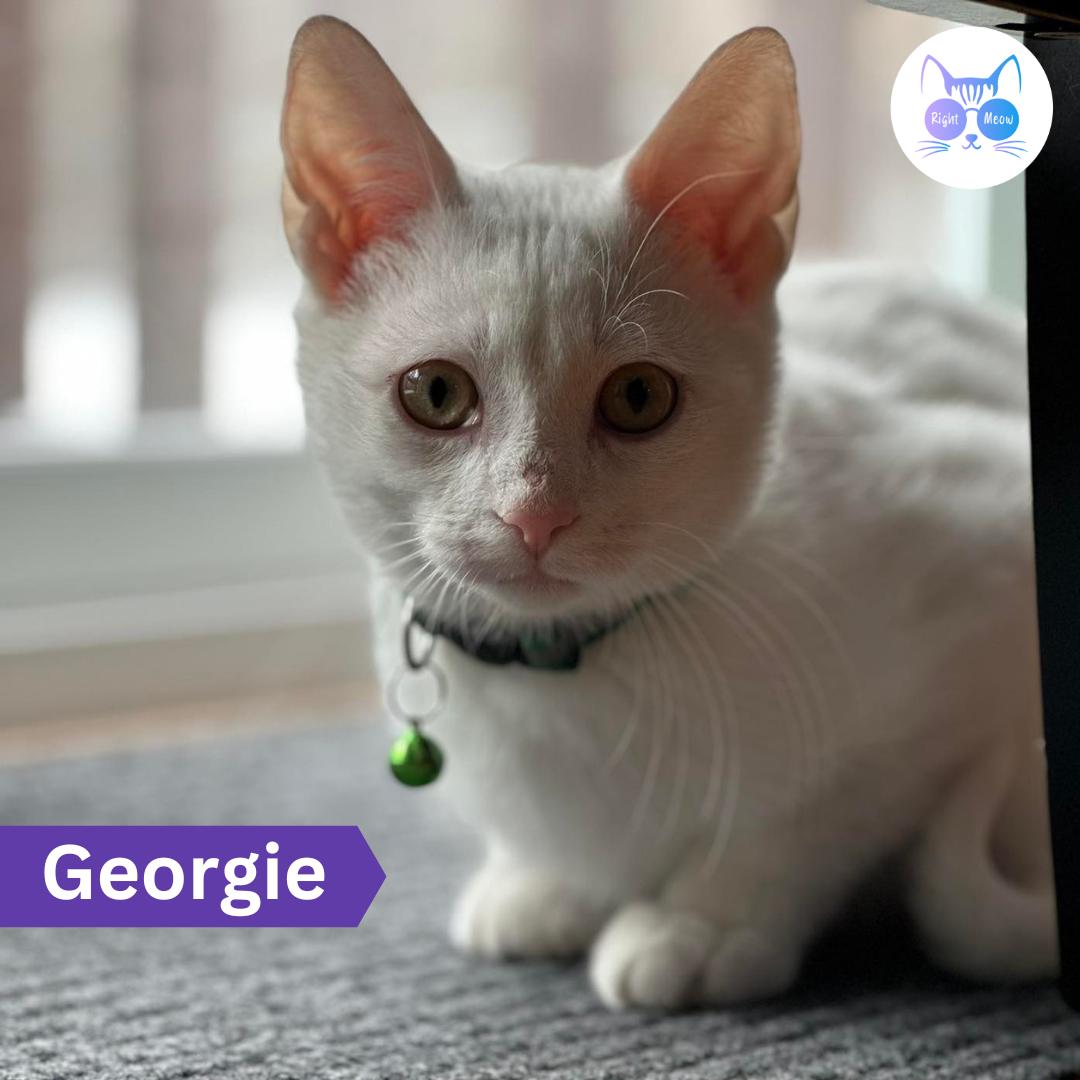 Georgie, ADOPTABLE, Kitten Male Domestic Short Hair.