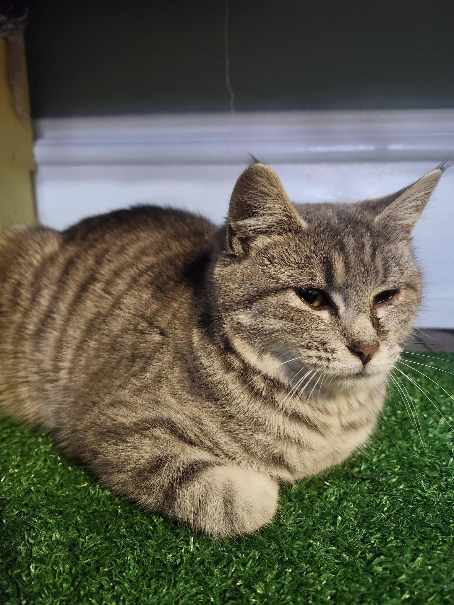 Hibachi, ADOPTABLE, Young Male Domestic Short Hair.