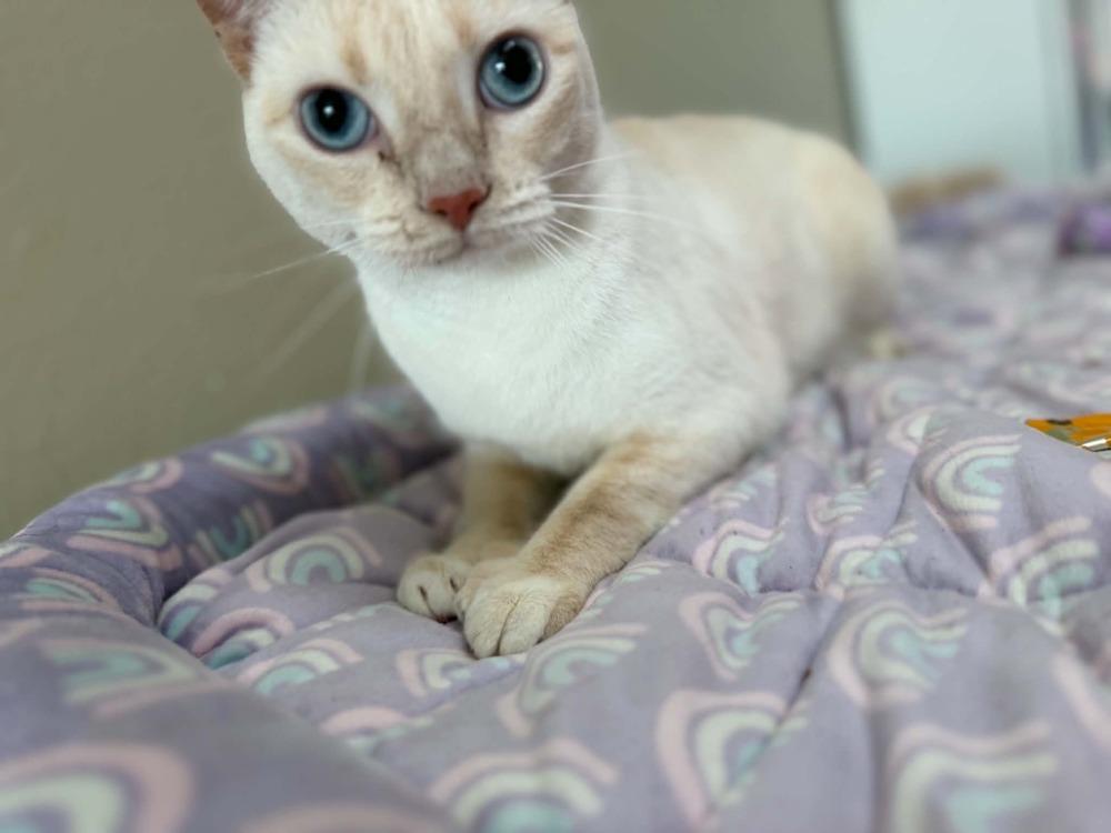 Enlarge Angelica, a Adoptable mixed breed in Orlando, FL image 1/4