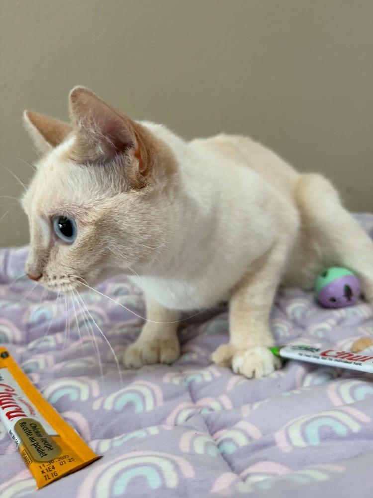 Enlarge Angelica, a Adoptable mixed breed in Orlando, FL image 2/4