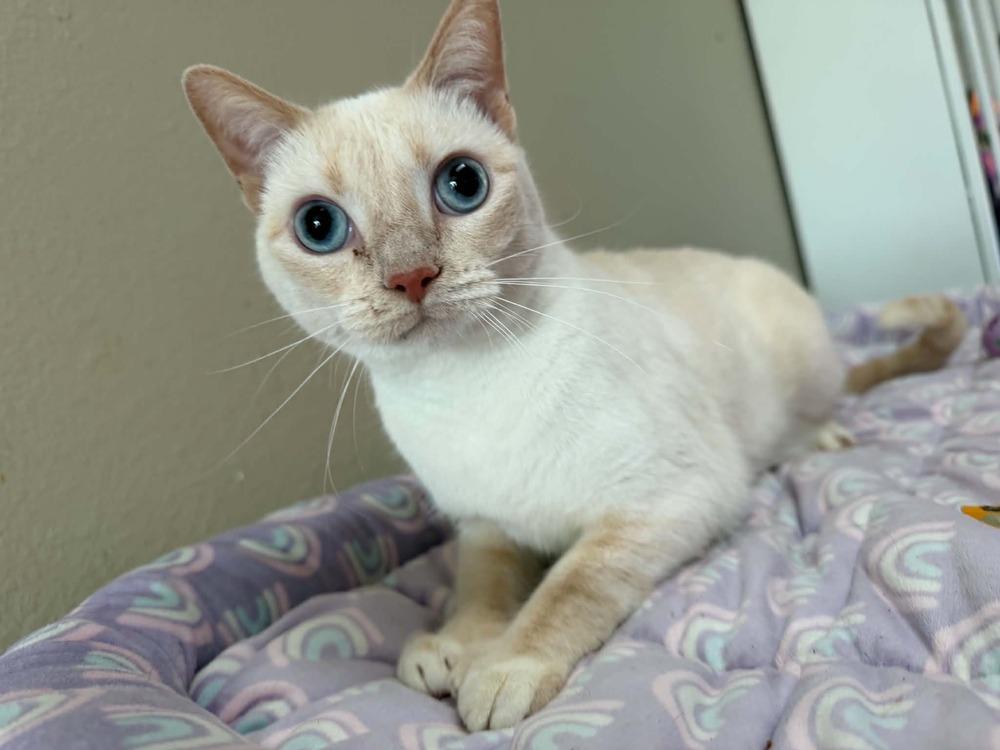 Enlarge Angelica, a Adoptable mixed breed in Orlando, FL image 3/4