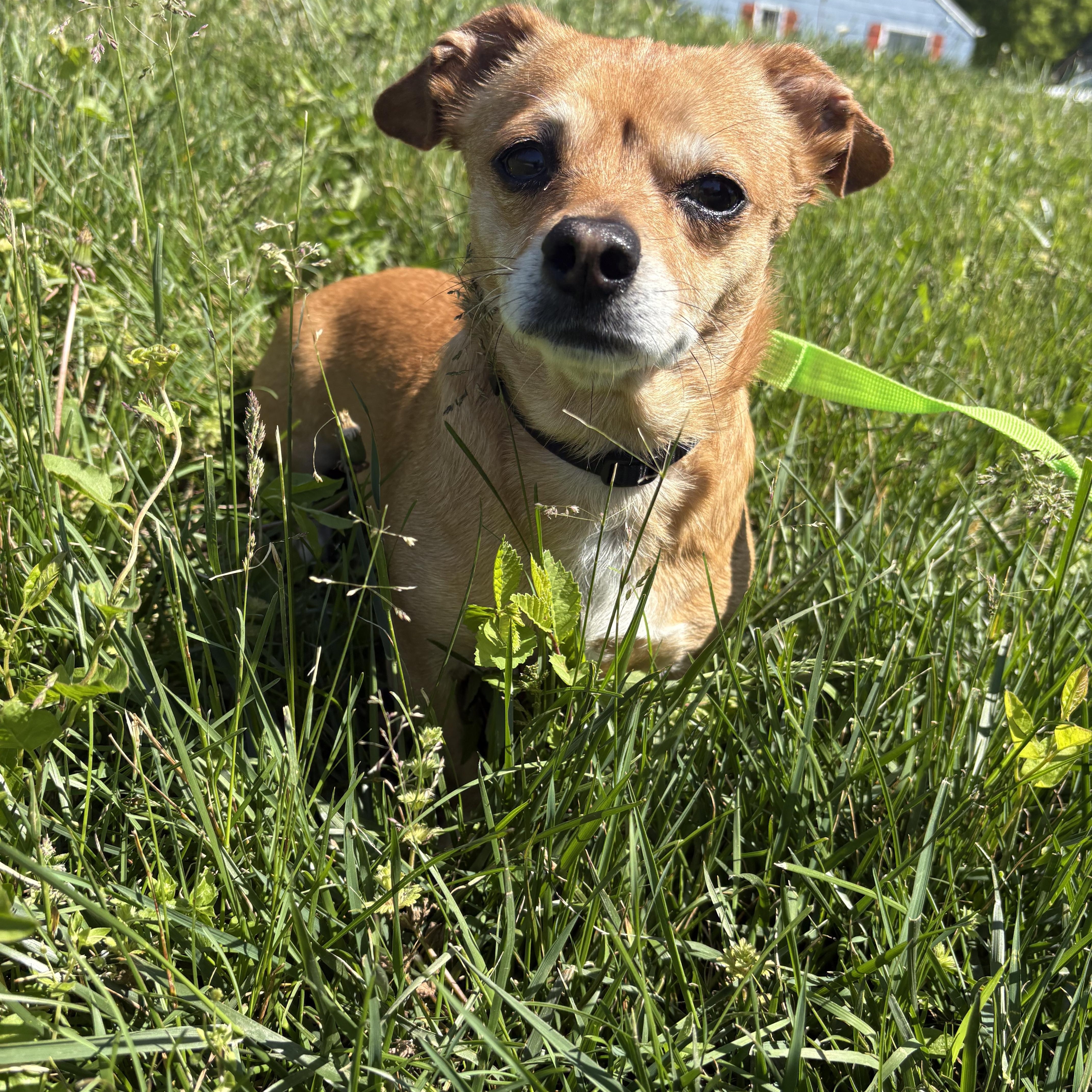 Potato Bug, ADOPTABLE, Adult Female Chihuahua & Pug.