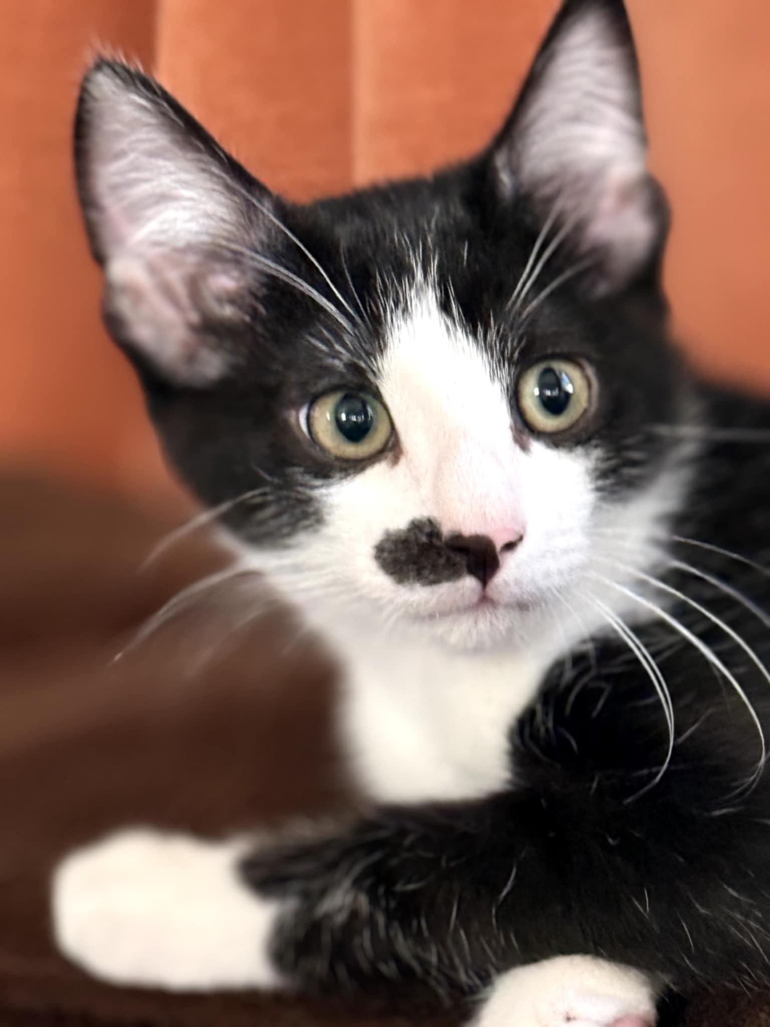 Enlarge Spot, a Adoptable Tuxedo in Vacaville, CA image 1/1