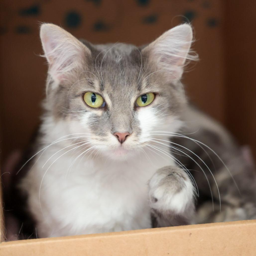 Gigi, Adoptable, Young Female Domestic Long Hair.