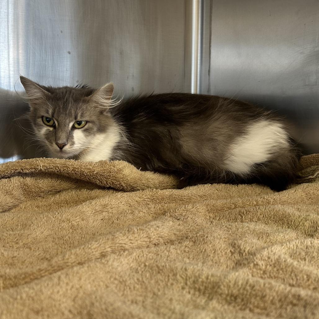 Gigi, Adoptable, Young Female Domestic Long Hair.