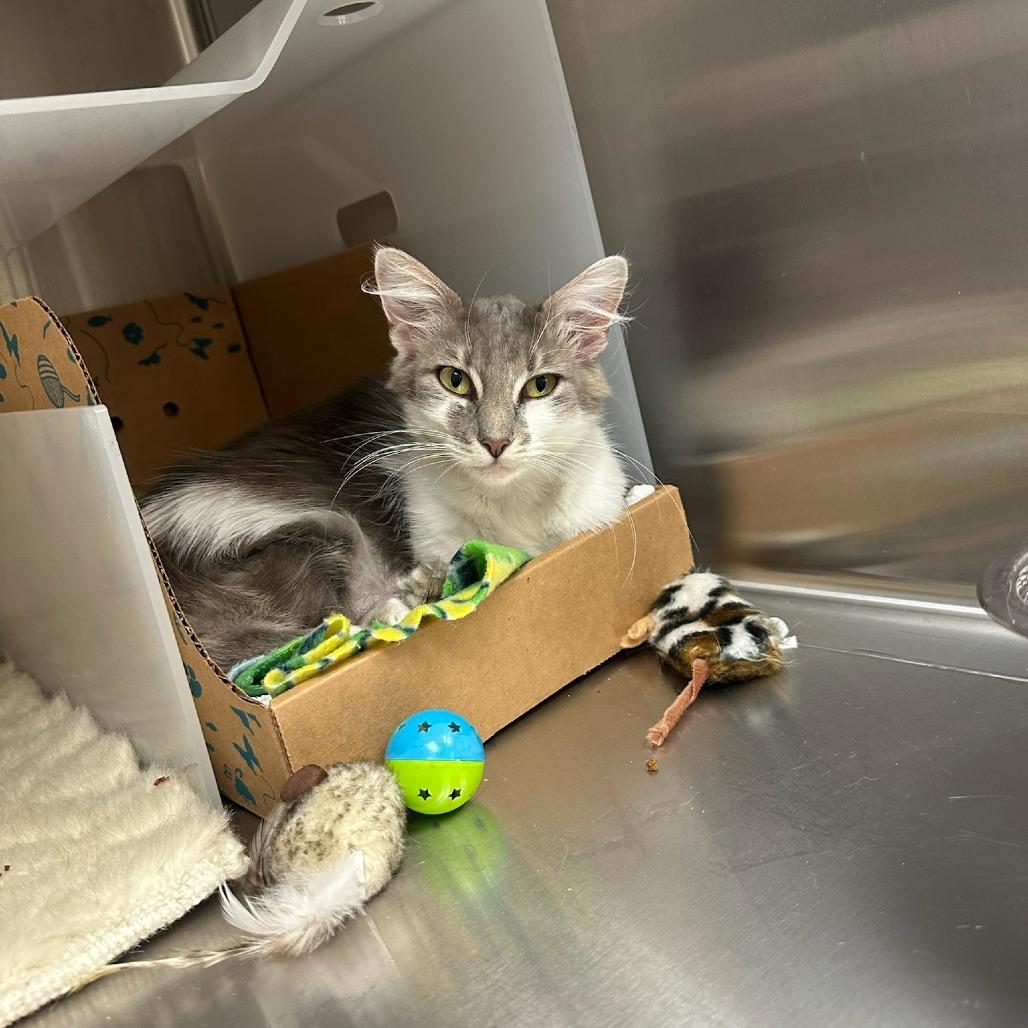 Gigi, a Adoptable Domestic Long Hair in Santa Barbara, CA image 2/2